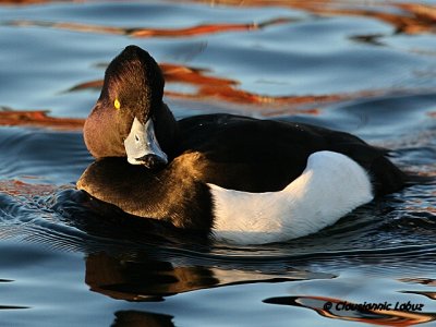 Tufted Duck / Troldand