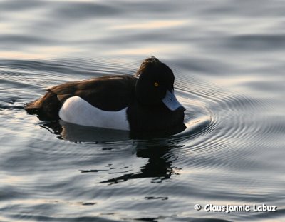 Tufted Duck / Troldand
