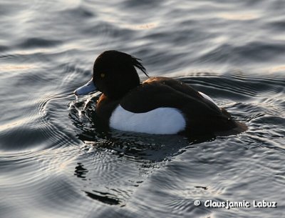 Tufted Duck / Troldand