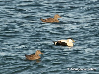 Common Eider / Ederfugl