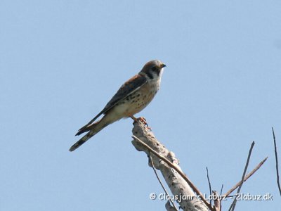 American Kestrel / Amerikansk Tårnfalk