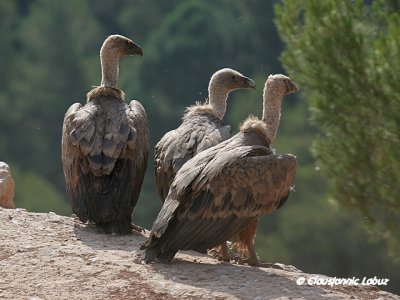 Griffon Vulture / Gsegrib
