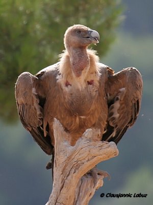 Griffon Vulture / Gsegrib