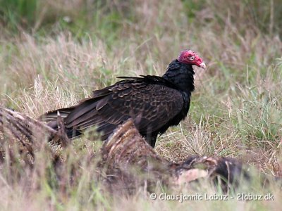 Turkey Vulture / Kalkungrib