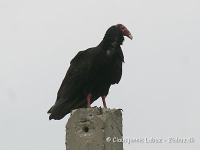 Turkey Vulture / Kalkungrib