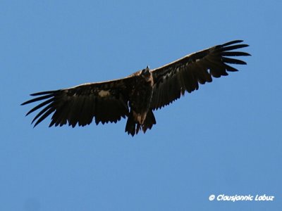 Black Vulture / Munkegrib