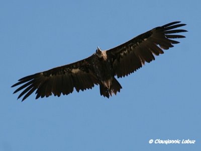 Black Vulture / Munkegribg