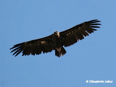 Black Vulture / Munkegrib