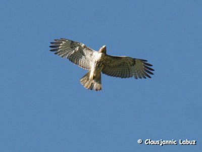 Redtailed Hawk / Rødhalet Våge