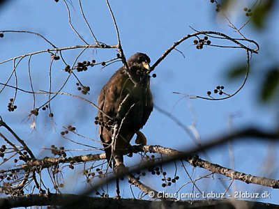 Cuban Blackhawk / Sortvåge