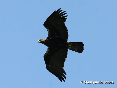 Spanish Imperial Eagle / Spansk Kejserørn - Monfraque