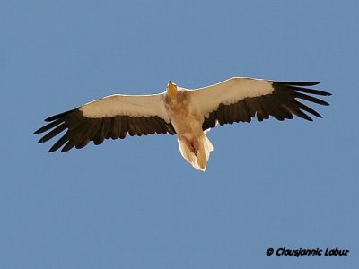 Egyptian Vulture / dselsgrib