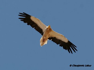 Egyptian Vulture / dselsgrib