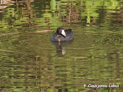 American Coot / Amerikansk Blishøne