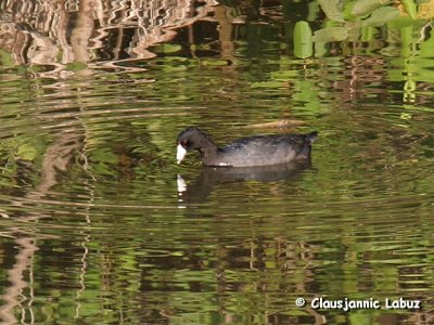 American Coot / Amerikansk Blishøne