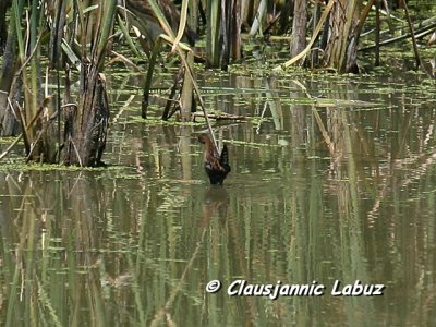 Bailon's Crake / Dværgrørvagtel