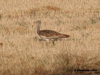 Great Bustard / Stortrappe