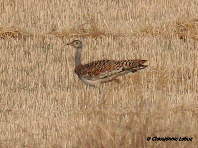Great Bustard / Stortrappe
