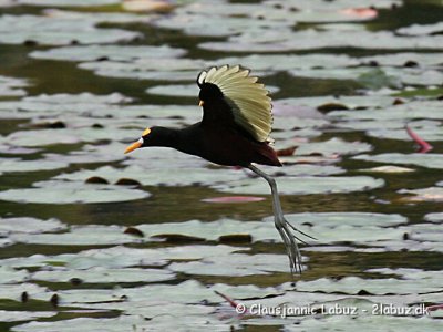 Northern Jacana / Nordlig Jacana