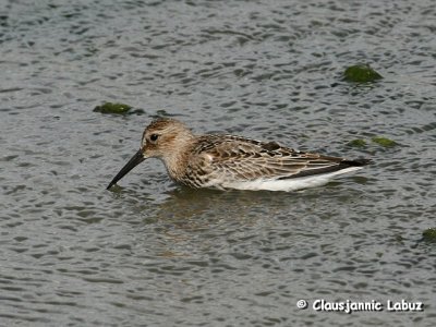 Dunlin / Almindelig Ryle