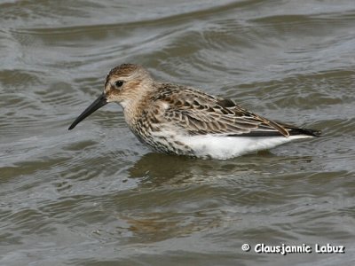 Dunlin / Almindelig Ryle