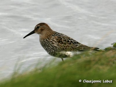 Dunlin / Almindelig Ryle