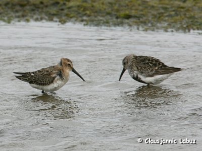 Dunlin / Almindelig Ryle