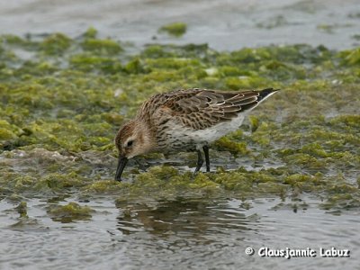 Dunlin / Almindelig Ryle