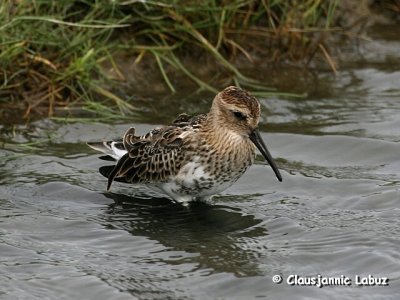 Dunlin / Almindelig Ryle