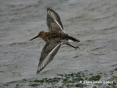 Dunlin / Almindelig Ryle