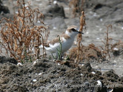 Kentish Plover / Hvidbrystet præstekrave