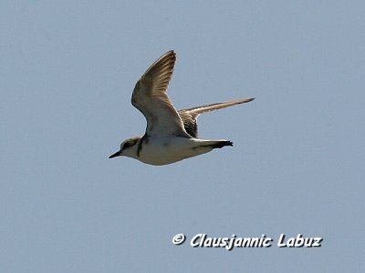 Kentish Plover / Hvidbrystet Præstekrave