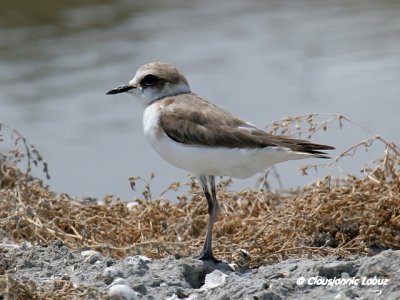 Kentish Plover / Hvidbrystet præstekrave
