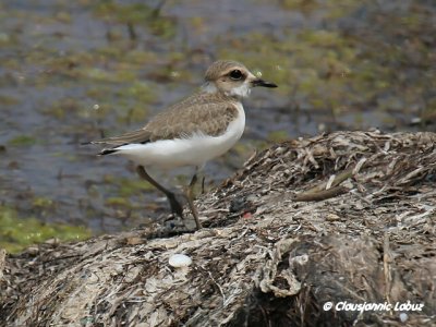 Kentish Plover / Hvidbrystet præstekrave
