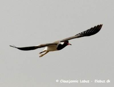 Red-wattled Lapwing / Indisk Vibe