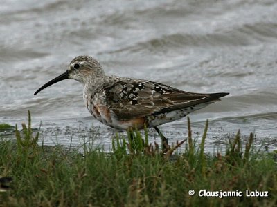 Curlew Sandpiper / Krumnbbet Ryle