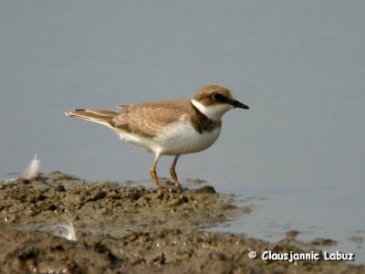 Little Ringed Plover / Lille Prstekrave