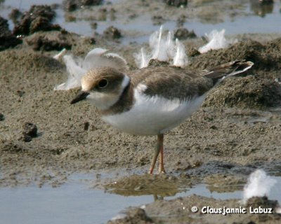 Little Ringed Plover / Lille Prstekrave