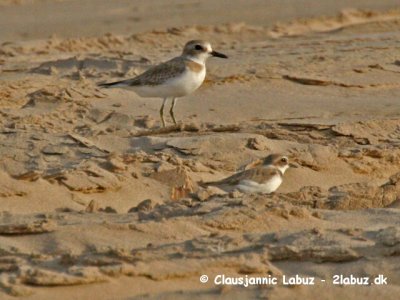 Lesser Sandplover and Greater Sandplover / Mongolsk Prstekrave og rkenprstekrave