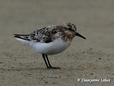 Sanderling / Sandlber