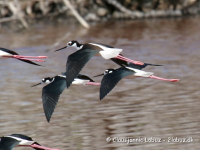 Blacknecked Stilt / Sortnakket Stylteløber