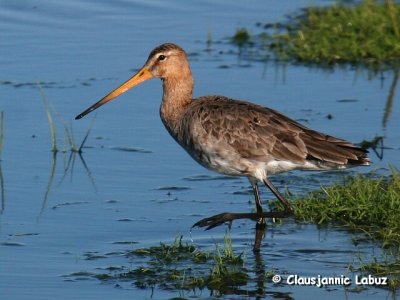 Godwits + Curlews / Snepper, Spover
