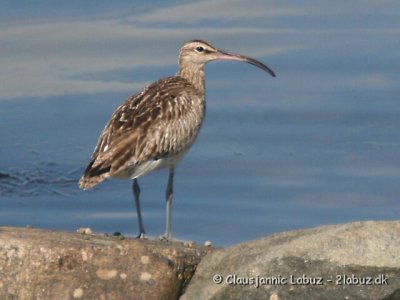 Godwits + Curlews / Snepper, Spover
