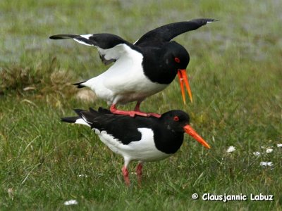 Oystercatcher / Strandskade