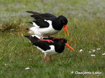 Oystercatcher / Strandskade