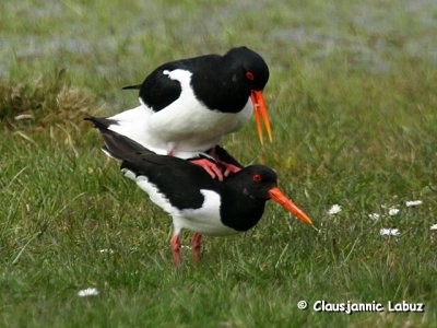 Oystercatcher / Strandskade