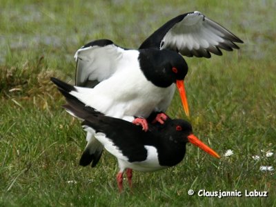 Oystercatcher / Strandskadeg