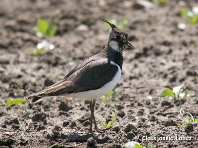 Northern Lapwing / Vibe