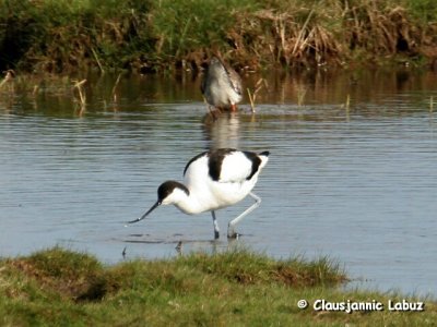 Avocet / Klyde