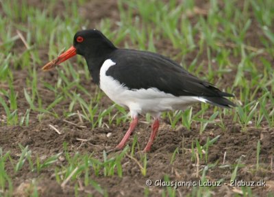 Oystercatcher / Strandskade